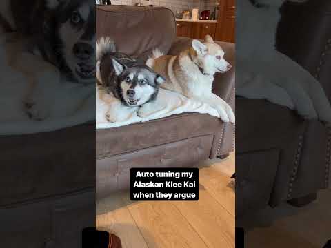 Video: Klee Kai -koiran ja Husky-koiran väliset erot