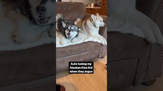 Owner Auto Tunes Dramatic Alaskan Klee Kai When They Argued