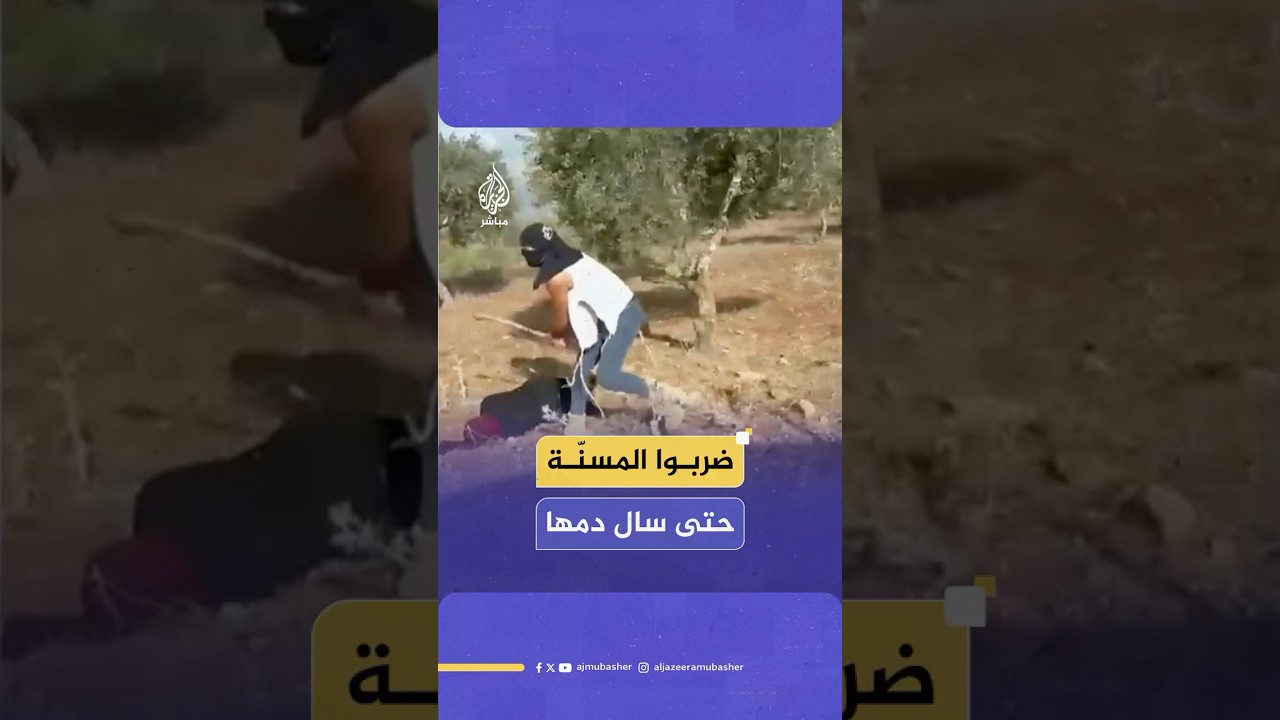 مسنة فلسـ ـطينية تروي تفاصيل اعتـ ـداء المستوطنين عليها أثناء قطف الزيتون في بلدة ترمسعيا