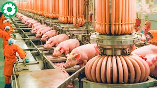 How Australian Citizens Transport And Process 2.2 Billion Pigs - Pig Processing Factory