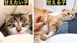 ベッドで甘えるの短足マンチカンと甘えたい生後２４日目の子猫。