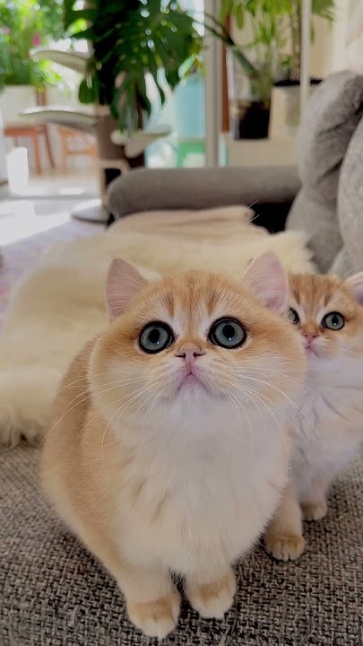 what-time-does-dinner-start-cute-cutecat-cat-cats-catvideos
