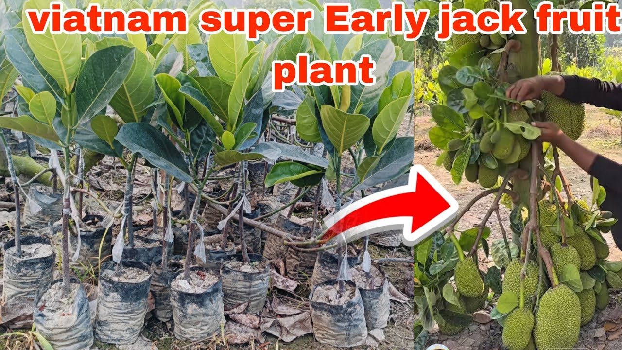 Viatnam super Early jack fruit plant sel all india delivery 🚚। Contact 7478411841#farming 