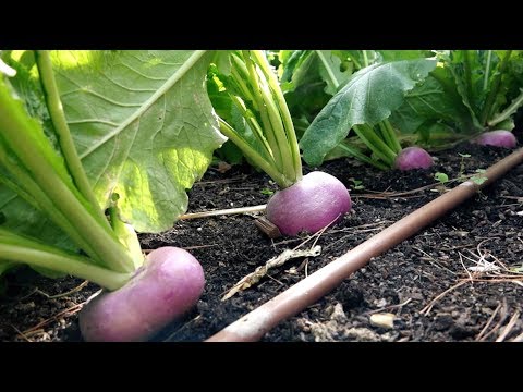 bienvenue-au-potager---navets---terre-de-monaco