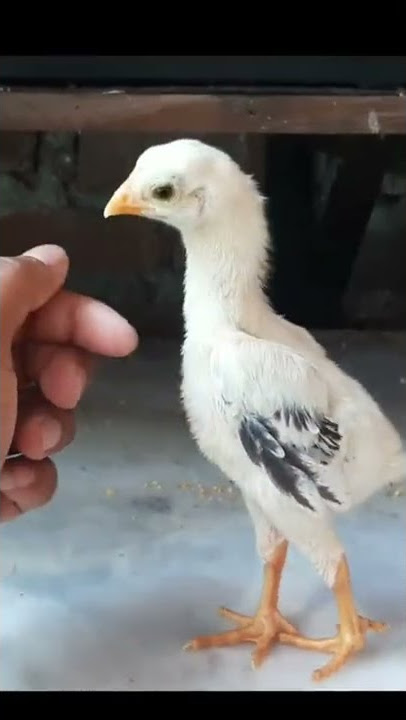 Anak Ayam Shamo Umur 1minggu#shorts