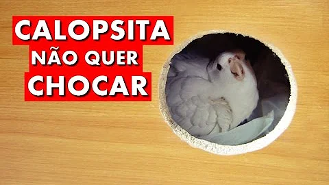 Como recuperar uma calopsita?