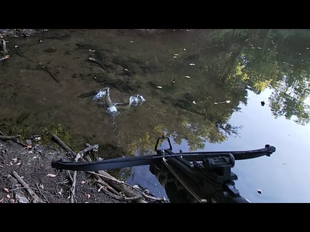 Daytime Bowfishing with a Mini Crossbow 