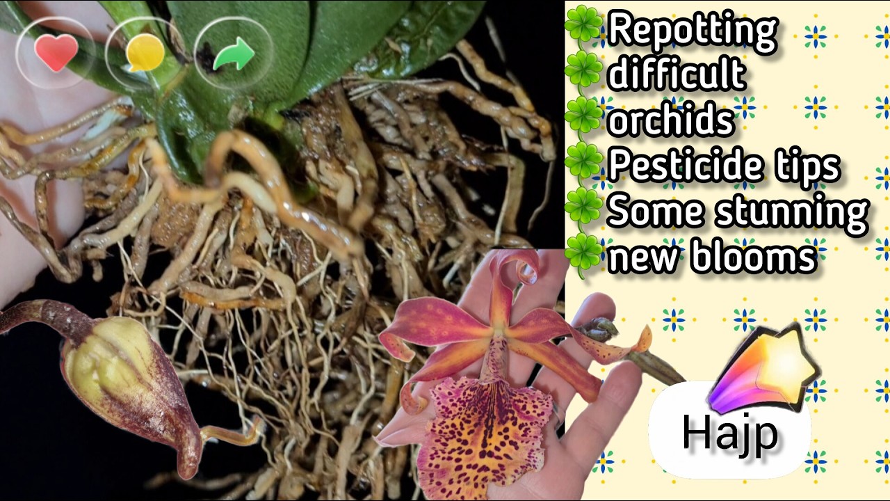ORCHID REPPOTTING SESSION PSYCHOPSIS, DRACULA, ONCIDIUM, PESTICIDE TIPS, BLOOMS, ETC