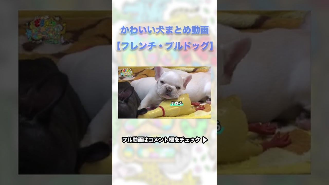 ちょい見せ かわいい犬まとめ動画 フレンチ ブルドッグ Shorts Youtube