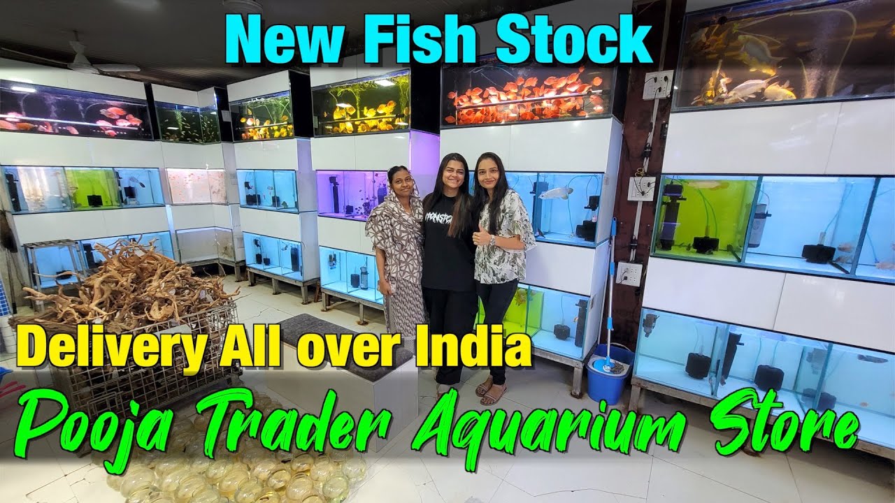 New Fish Stock at Pooja Trader Aquarium Store I Delivery Available All Over India