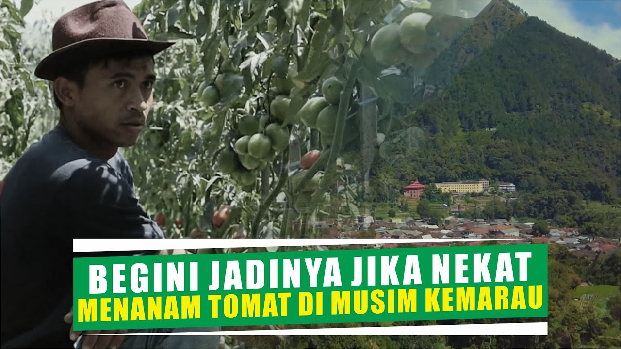 Menanam tomat buah aksa di musim kemarau hasilnya mengejutkan dan tak terduga