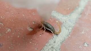 -Fun Bichu -Fun Bechoo Dangerous Bechy Black Bechu