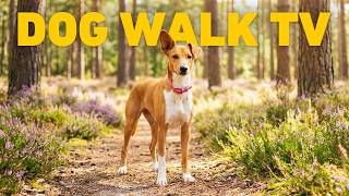 Sunny Forest Dog Walk through the Woods & Heather