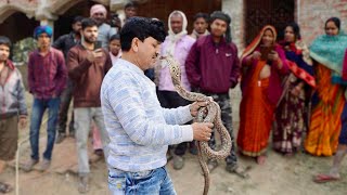 जहरीले नाग को धामन समझने की भूल कर बैठे लोग! आज यहाँ कुछ भी हो सकता था! Venomous Cobra Snake Rescue.