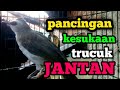 Suara pancingan alami trucuk betina memanggil jantan agar nyaut dan gacor