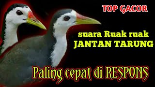 Ampuh..Suara ruak ruak jantan tarung untuk pikat Jerat & berburu