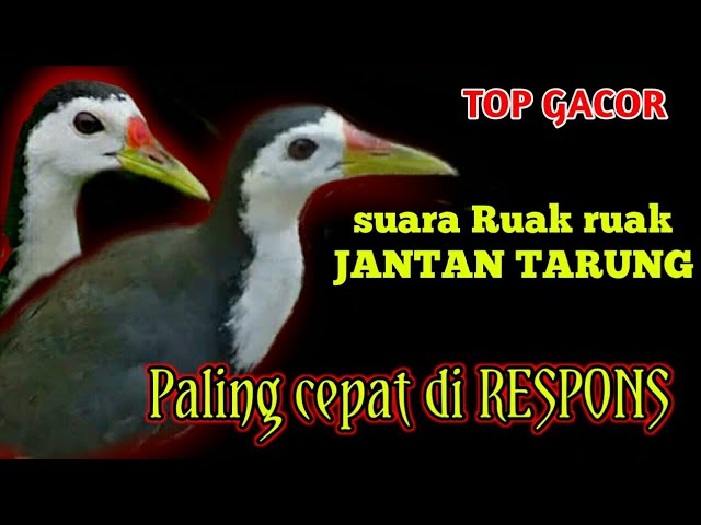 Ampuh..Suara ruak ruak jantan tarung untuk pikat Jerat u0026 berburu class=