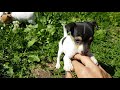 Toy fox terrier puppies, 1 month old