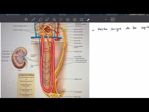 Vídeo: Diferencia Entre Nefrona Cortical Y Nefrona Yuxtamedular