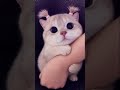 terpesona dengan kucing ( jangan lupa subscriber )