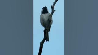 Carolina Chickadee singing
