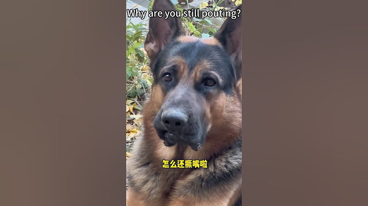 叫錯銀子的名，這委屈的小表情也太像金子了吧！ #家有傻狗#寵物#搞笑#寵物日常