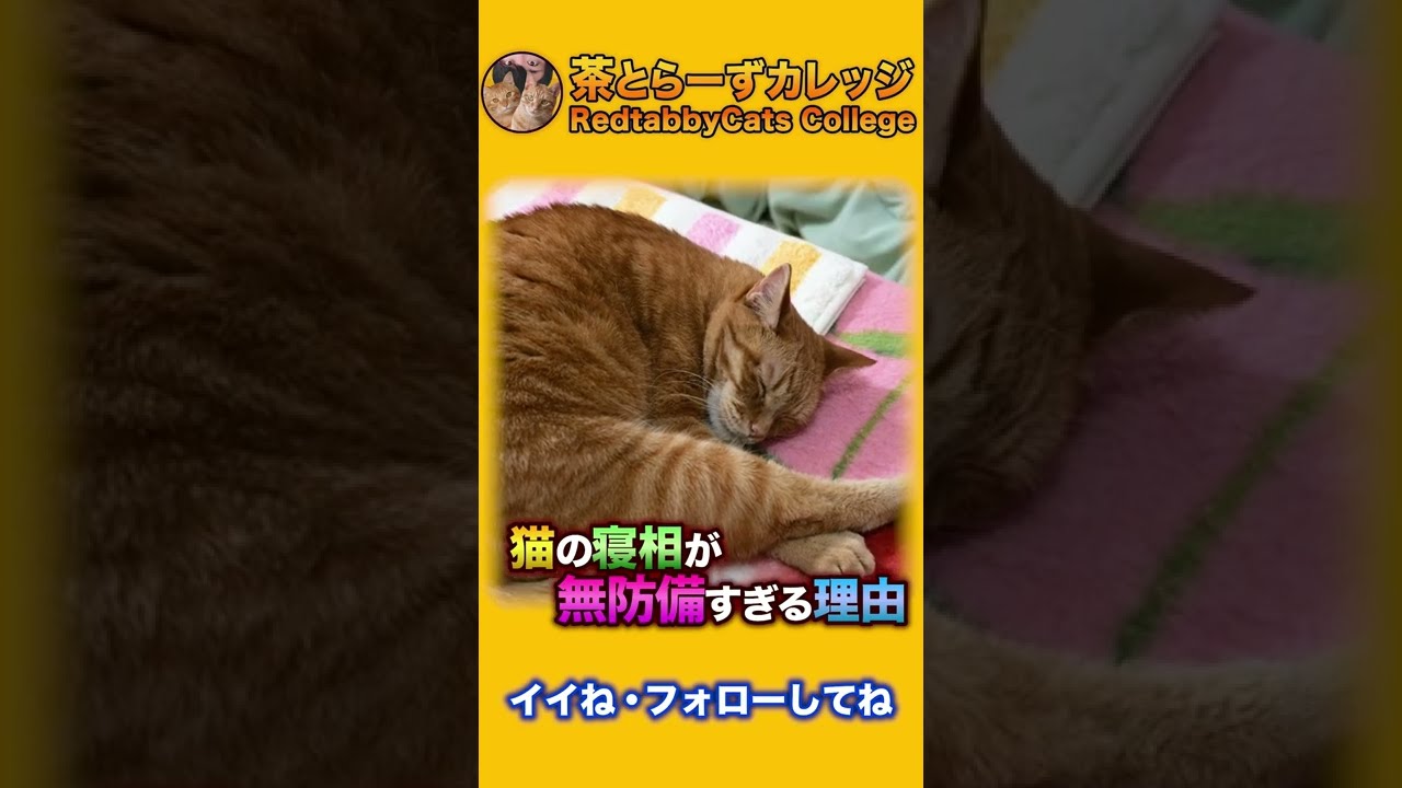 猫の寝相が無防備すぎる理由 Shorts Youtube