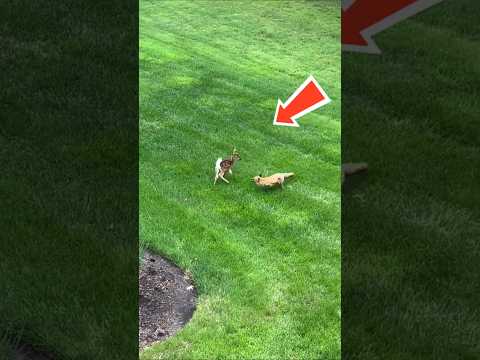 شاهد الطريقه الغرب التي اصاد بها التعلب الغزاله Shorts