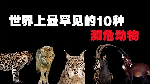 世界上最罕见的10种濒危动物，一旦失去保护，可能会永远灭亡！ 【黑土日记】 - 天天要闻
