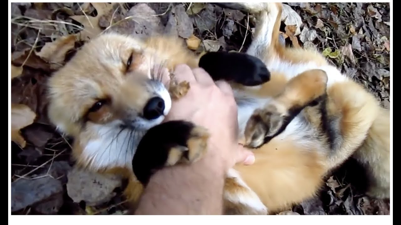 fox, cute, dog, pet, fall, adorable.