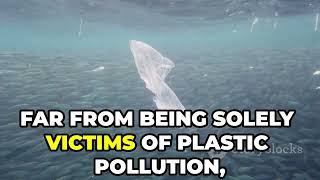 Why Some Scientists Want to Pause Ocean Plastic Cleanup