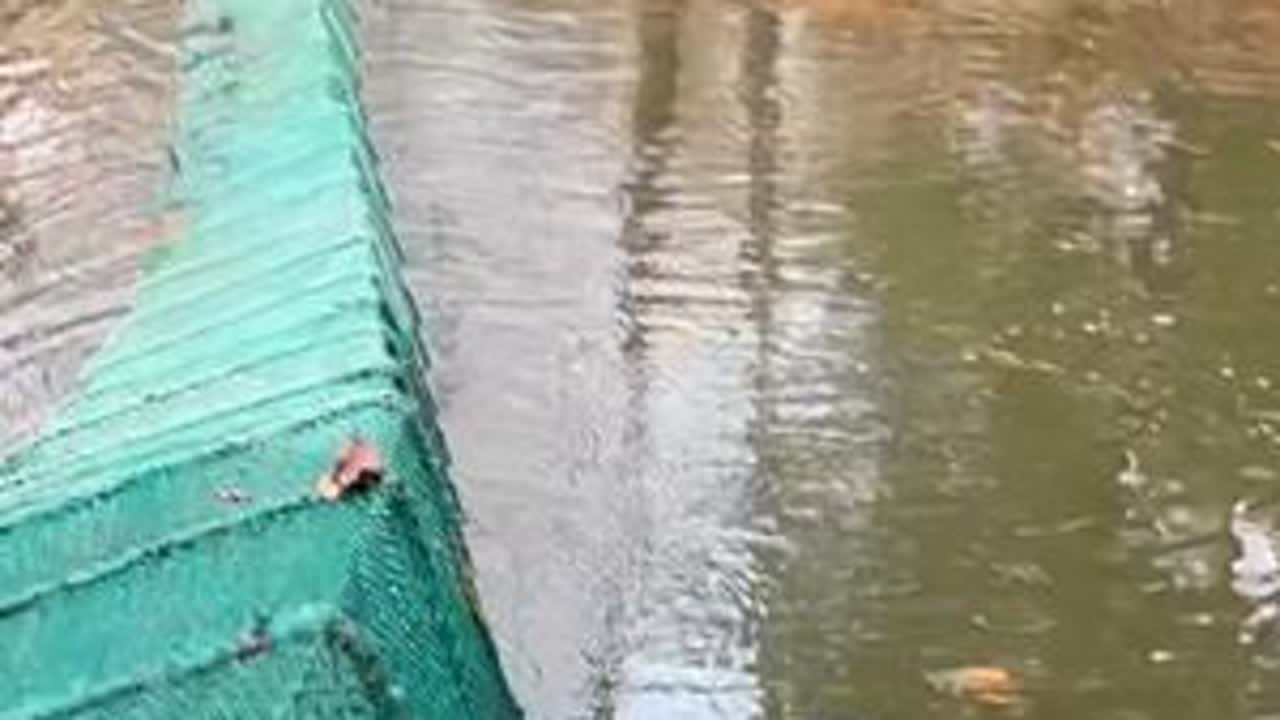 东北有种生活在树林里非常珍贵蛙类 今天就带大家去看怎么抓林蛙 林蛙是一种生活东北树林的蛙类，今天跟着富贵带去看看怎么抓林蛙#新农人计划2024 #户外捕鱼