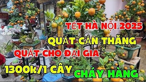 Tết Hà Nội 2025- Quất Cần Thăng 1300k /1 Cây Chốt Nhanh Như Một Cơn Gió