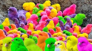 World Cute Chickens, Colorful Chickens, Rainbows Chickens, Cute Ducks, cute Cats ,cute animals#6
