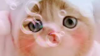 Download Lagu Ehsankamil main tiktok kucing kasian MP3