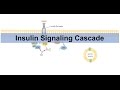 Insulin Signaling Cascade and Downstream Effects - Biochemistry Lesson