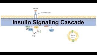 Insulin Signaling Cascade and Downstream Effects - Biochemistry Lesson