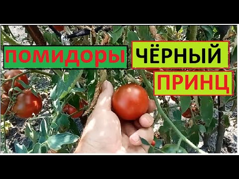 Помидоры Черный Принц, Какие Же Они На Вкус