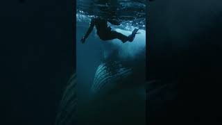 The ocean went silent the moment he arrived... 🐋