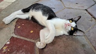 Funniest kittens playing together | BOBO Official