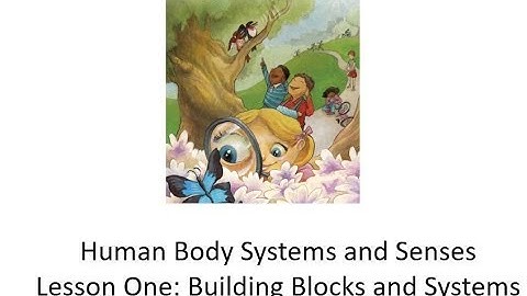 Domain 3: Human Body Systems and Senses Lesson One: Building Blocks and Systems