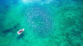 The Most Fish I Have Ever Seen! Private Harbour NZ