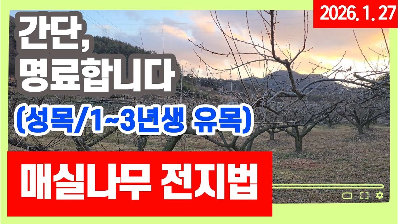 매실나무 가지치기- 간단 명료합니다. 