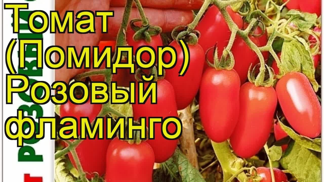 Томат Розовый Фламинго Отзывы Фото