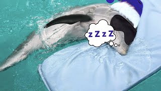 How do dolphins sleep?