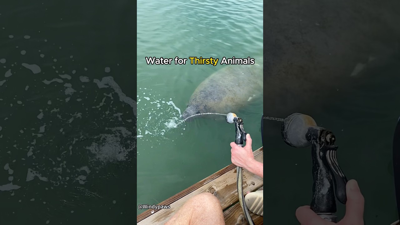 Heatwave Rescue：Animals Need Water.#wildlife #summer #animals #hearttouching #cute #water #wild