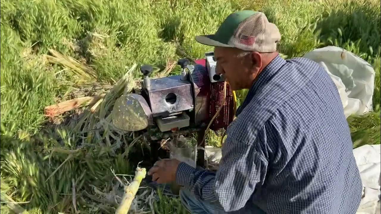 How to get juice from sugar cane at home in California, USA YouTube