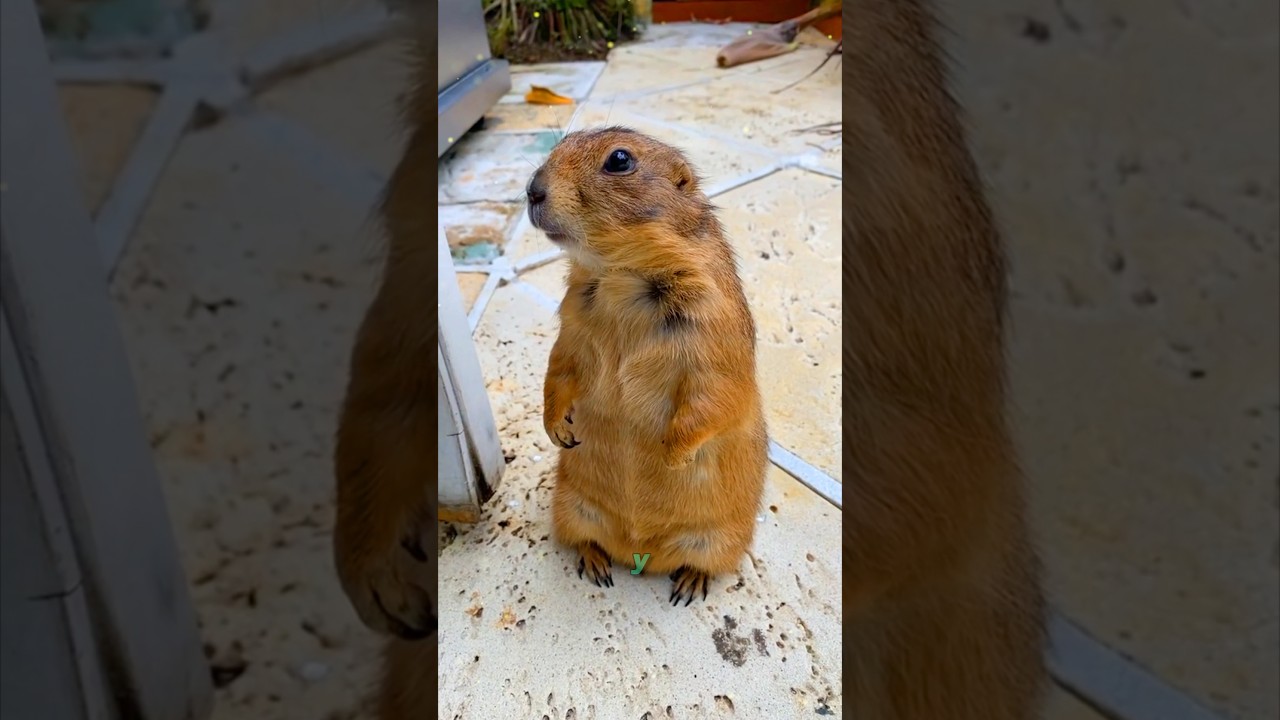 Луговая собачка. Из рода беличьих 🐿️ #луговаясобака #wildlife #pets #animals #приора #рассказ