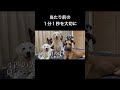 余命3ヶ月 超大型犬の子犬の物語!グレートデン子犬 #shorts