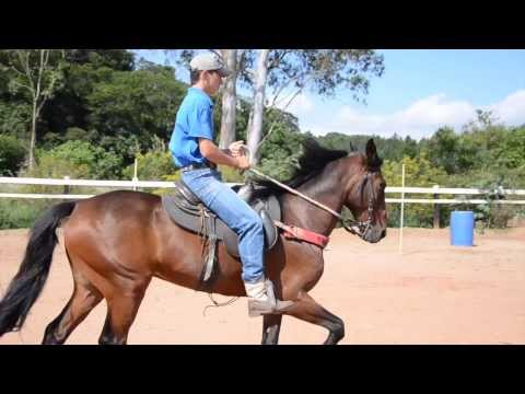 Zulu do Portal - MERCADO DE CAVALOS